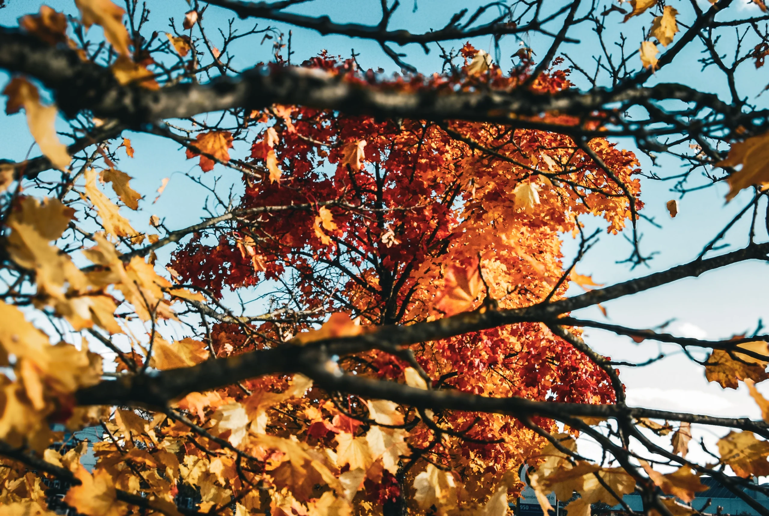 2025-autumn_tree