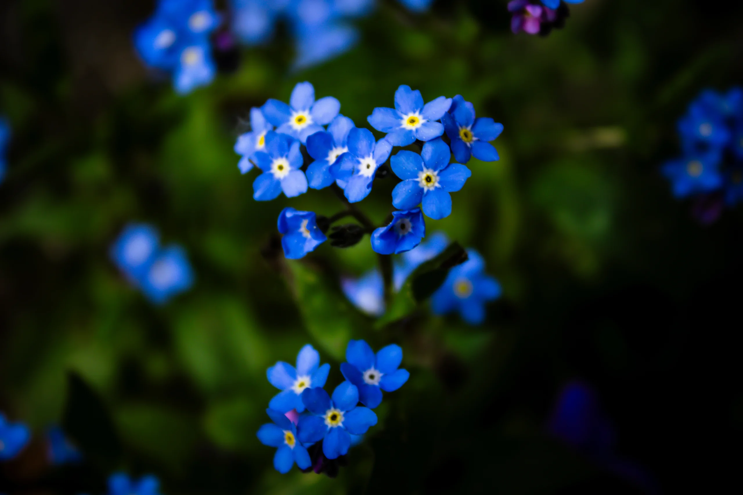 2025-blue_flowers