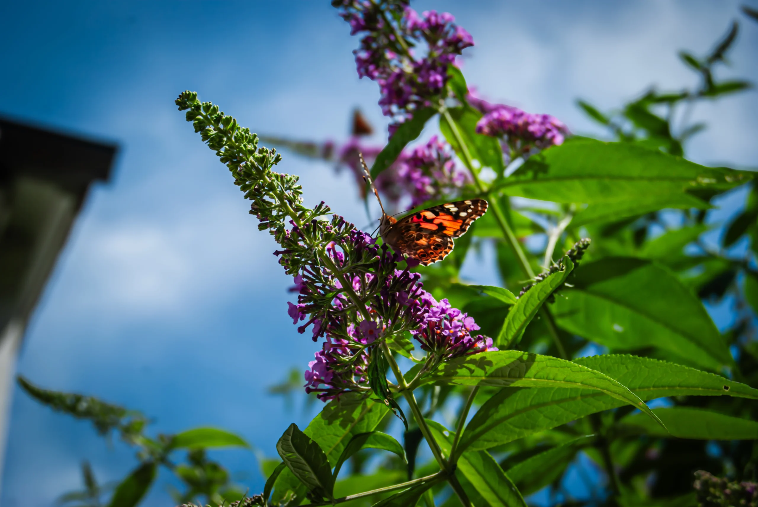 2025-closeup_butterfly_1