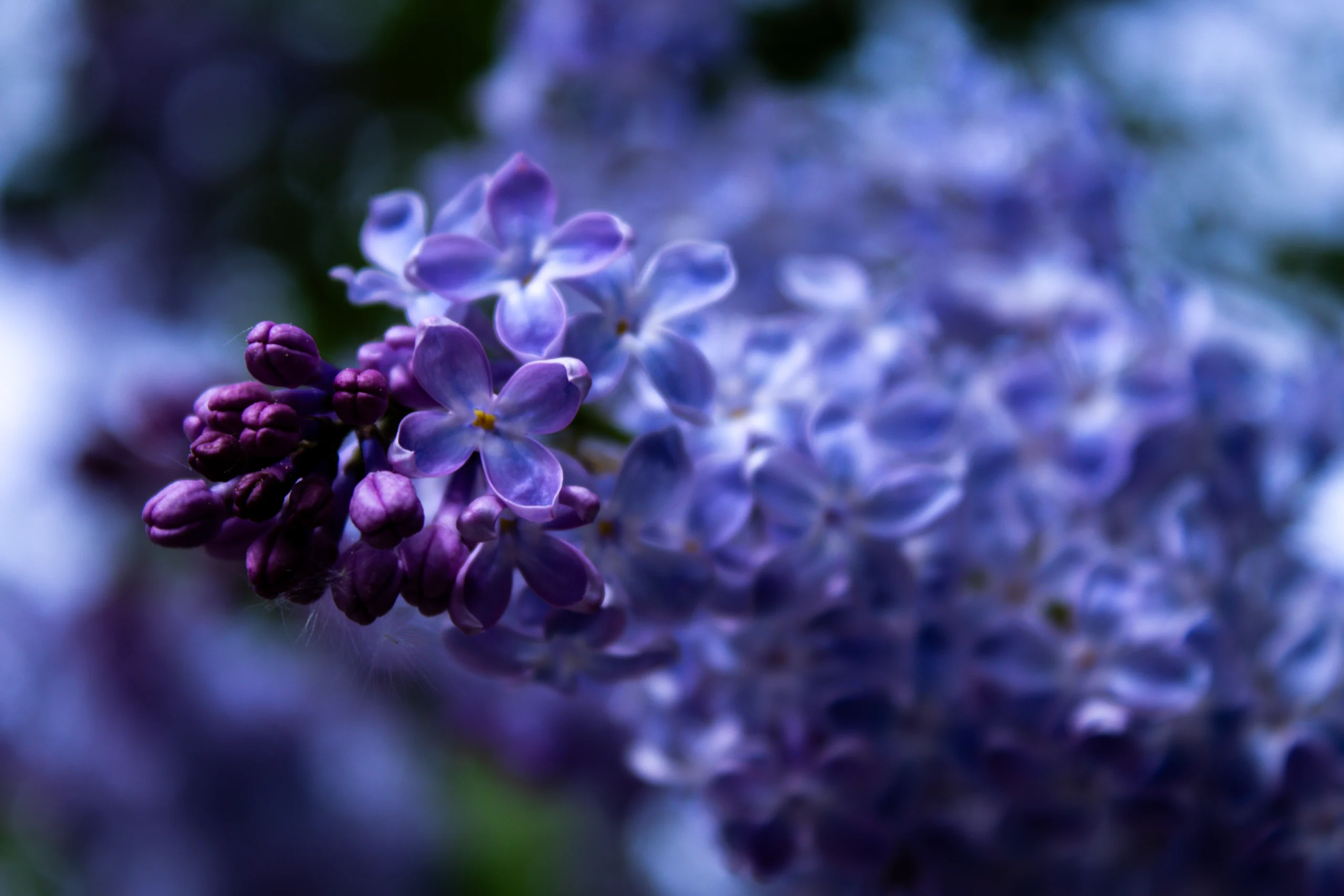 2025-closeup_flowers