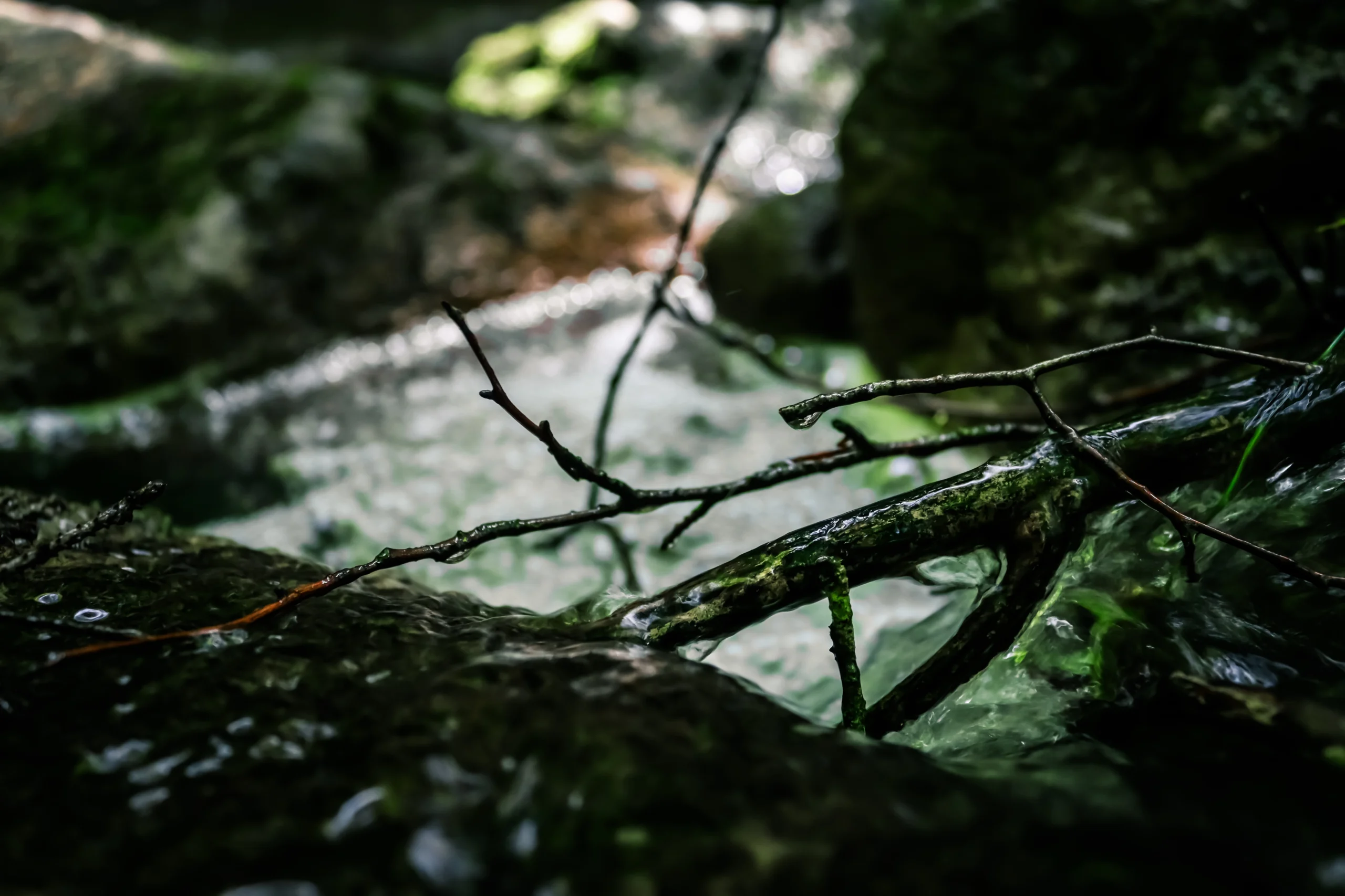 2025-closeup_nature