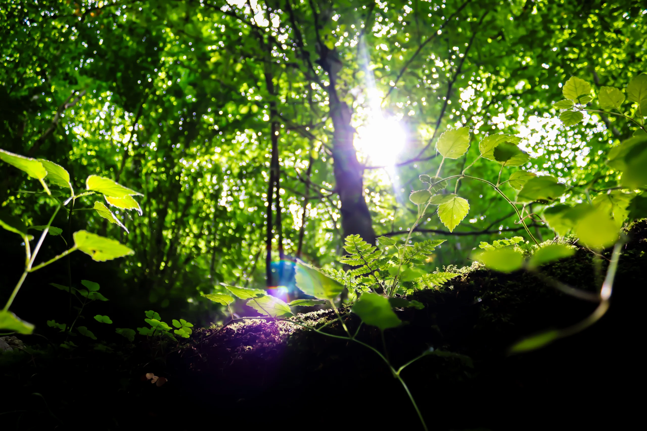 2025-sunray_log