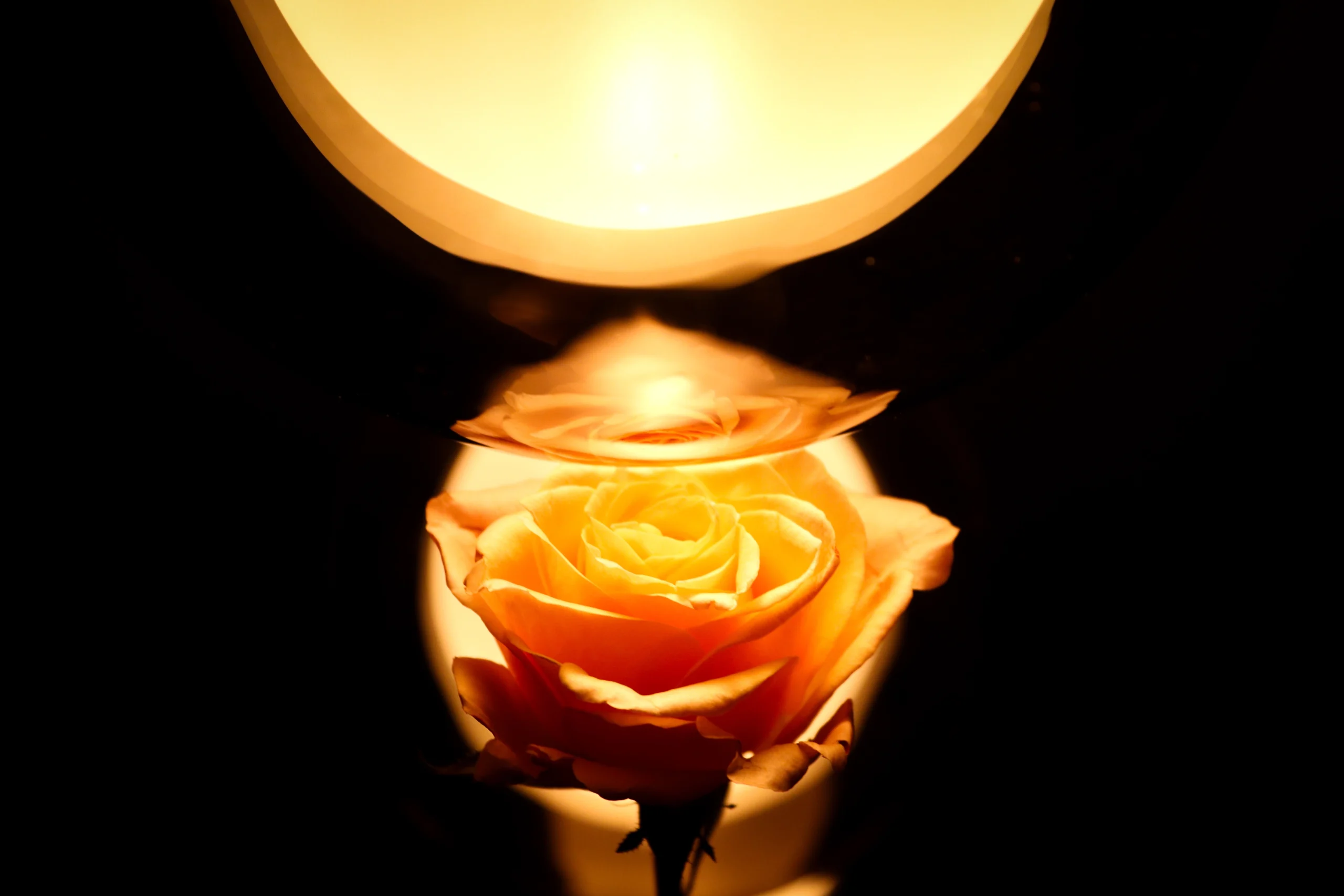 2025-flower_and_light_2