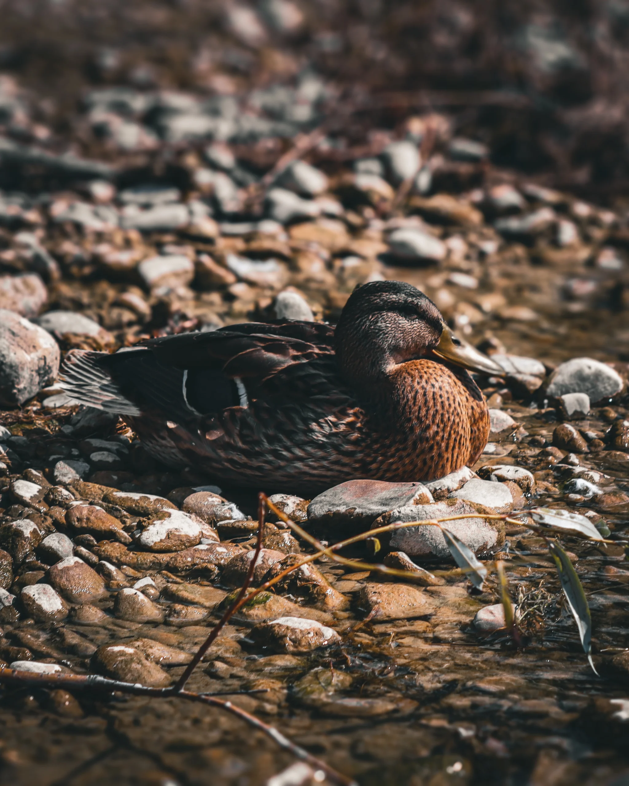 2025-duck_1