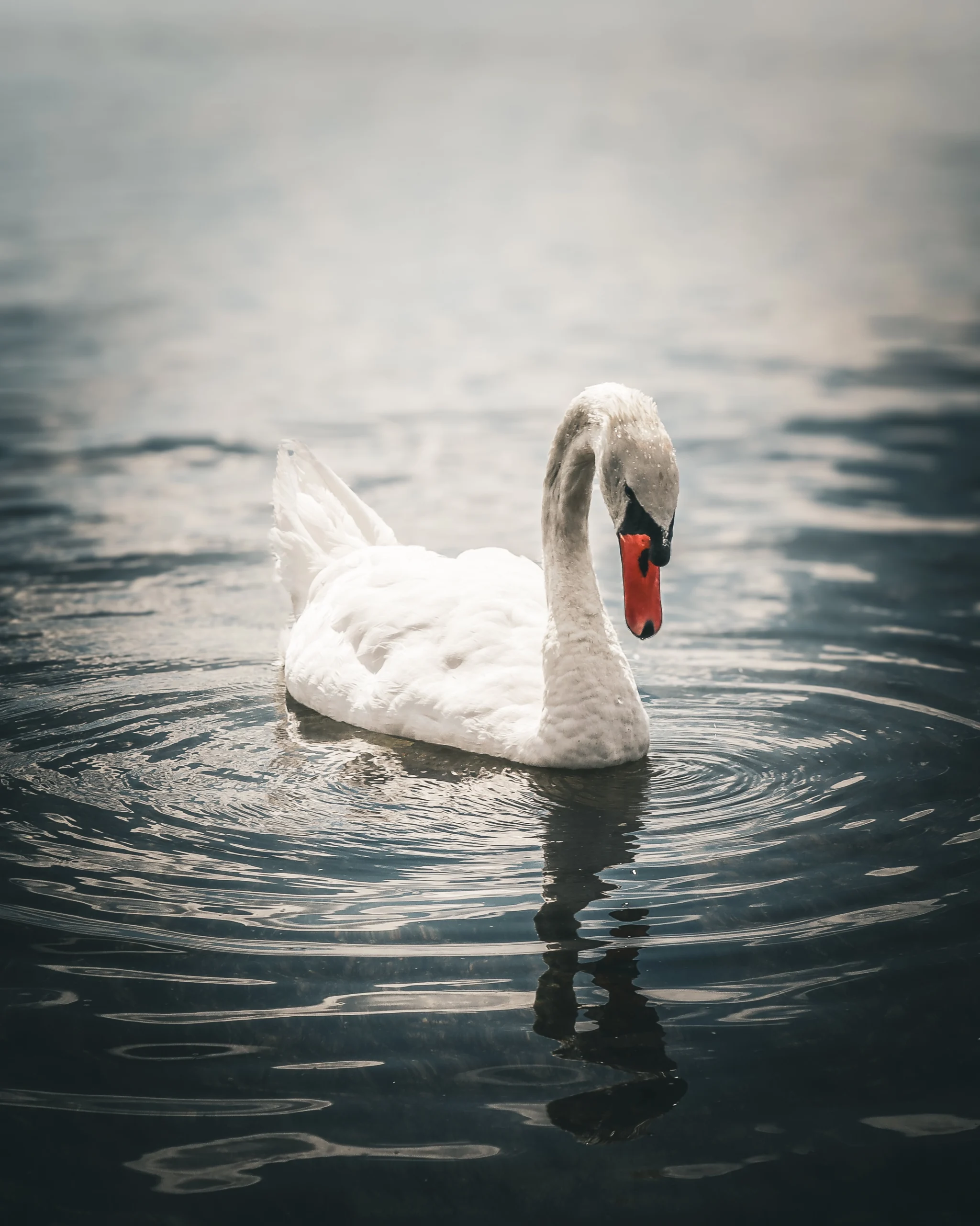 2025-swan_1