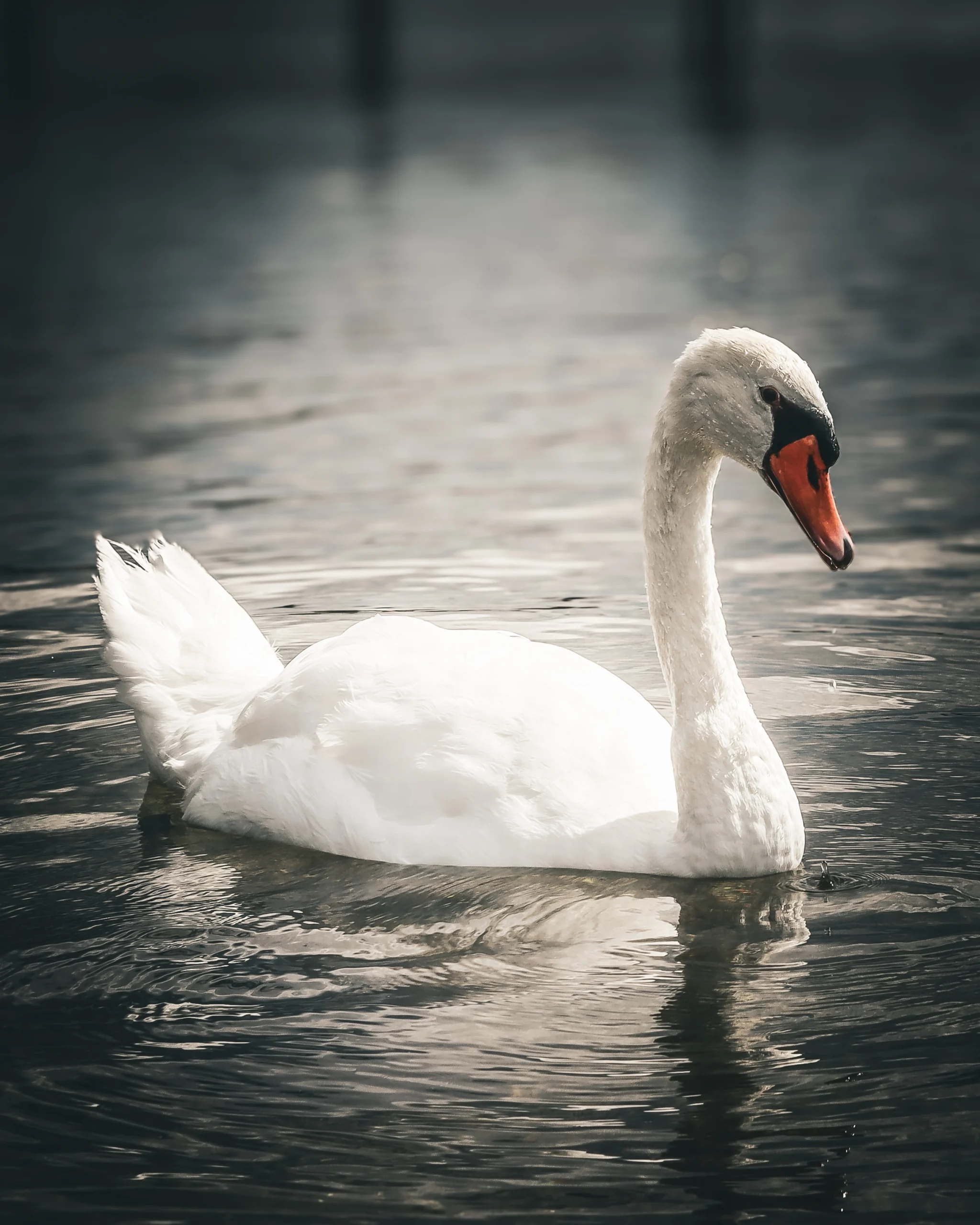 2025-swan_2