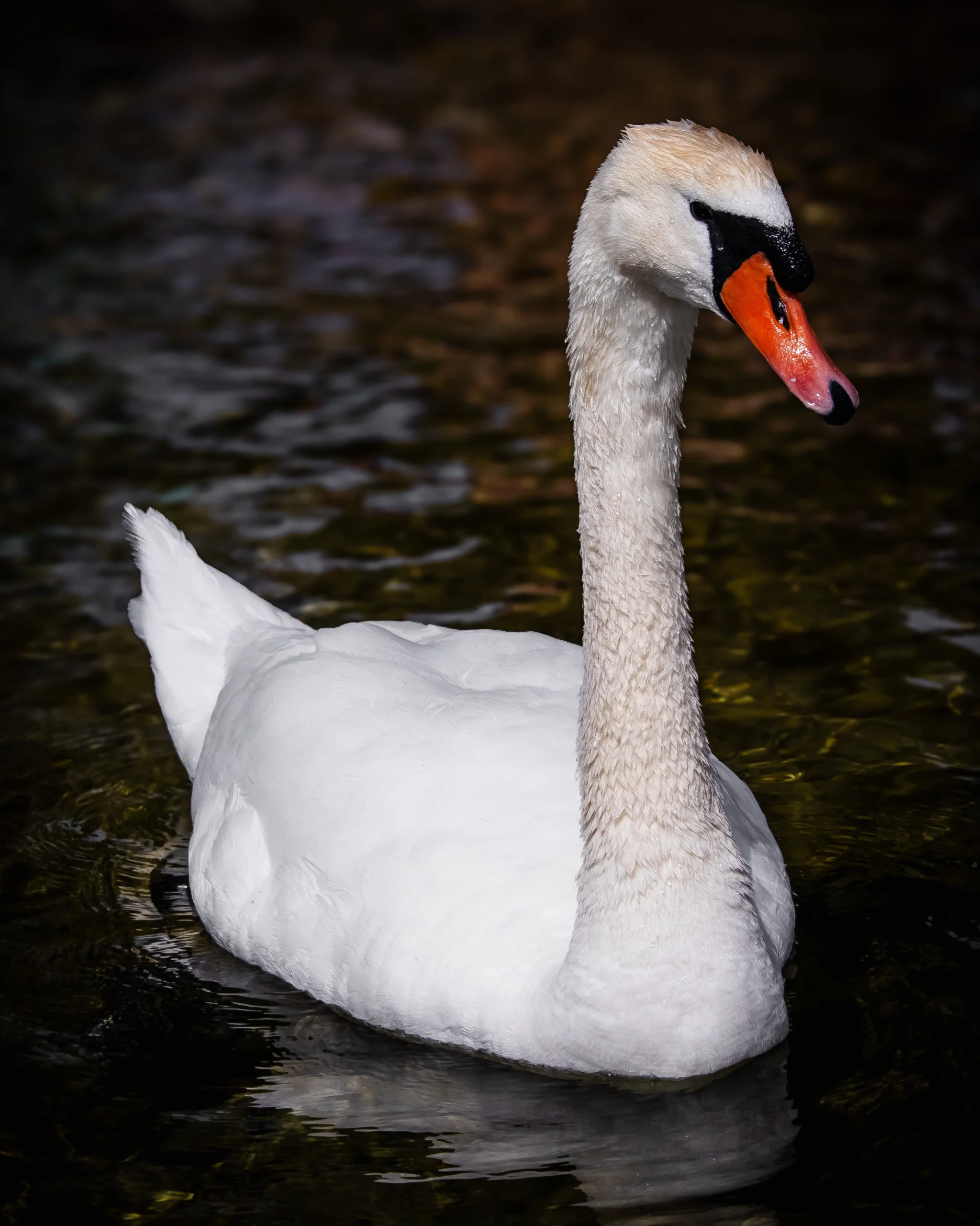2025-swan_3